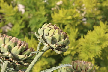 Green artichokes growing in the garden