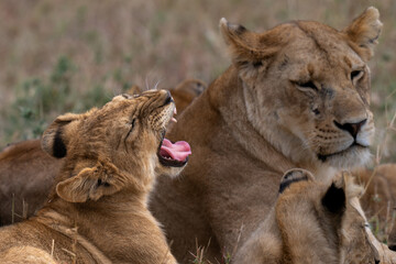 A cute Lion cub yawns while resting on the Savannah.  It's mother is in the background.  Serengeti, Tanzania, Africa