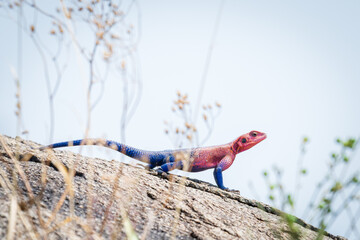 A Mwanza flat-headed rock agama, a common lizard in the Serengeti, Africa, sun bathes on a rock.  Commonly known as the Spider Man Lizard, due to its red colouring