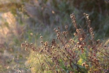 Brown stems against a background of plants with leaves of various colors. Autumn colors in the meadows