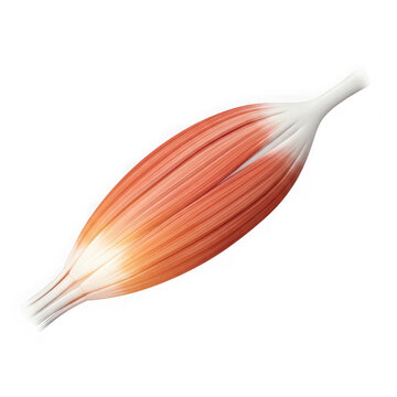 Anatomical illustration of a skeletal muscle fiber bundle, isolated on transparent background