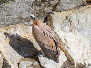 Un buitre leonado posado en su buitrera en la Sierra de Guadarrama
