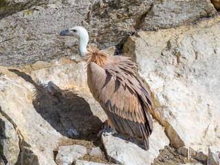 Un buitre leonado posado en su buitrera en la Sierra de Guadarrama
