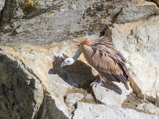 Un buitre leonado posado en su buitrera en la Sierra de Guadarrama