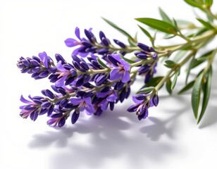 Obraz premium Close-up shot of beautiful purple flower against a clean backdrop, Perfect for your creative projects