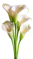 Elegant Bouquet of White Calla Lilies on a Clean White Background