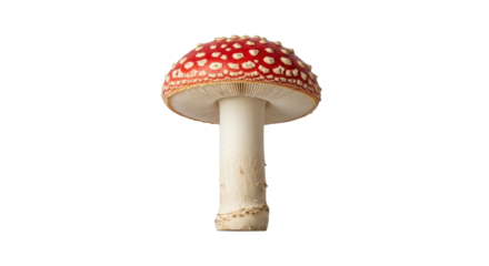 Poisonous Red and White Fly Agaric Mushroom Isolated on Clean White Background