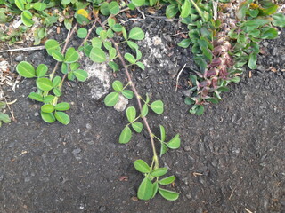 Close up of green leaves for backgrounds. Desmodium triflorum plants