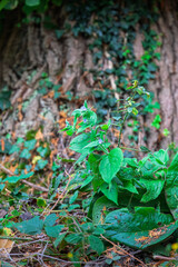 Woodland walk and natures textures, Baginton Warwickshire September 2025
