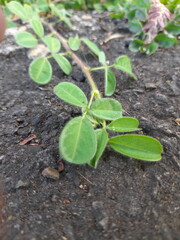Close up of green leaves for backgrounds. Desmodium triflorum plants