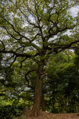都心散歩　秋の気配が漂う浜離宮