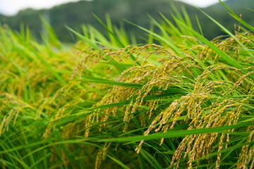 Rice. A large area of rice seedlings growing in the fields of Korea.