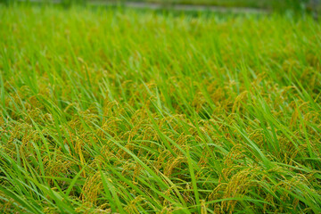 Fototapeta premium Rice. A large area of rice seedlings growing in the fields of Korea.