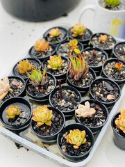 cactus in a pot