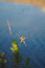 Spider in Web with Natural Background
Araignée dans sa toile avec fond naturel
