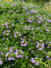 Obraz premium purple flowers in the garden