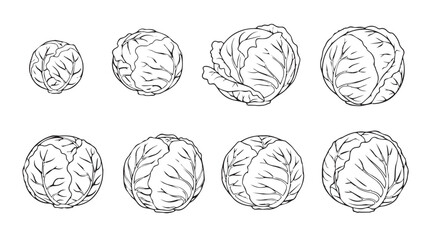 Collection of delicious fresh cabbage heads in various sizes and styles represented as line art silhouette