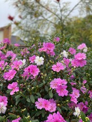 flowers in the garden