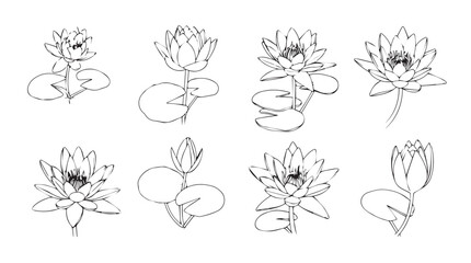 Collection of elegant hand-drawn water lily flower sketches for botanical art and design silhouette