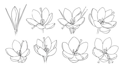 Botanical sketch collection delicate floral studies hand-drawn elements for design projects silhouette