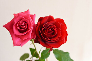 ピンクと赤のばら