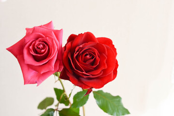 赤とピンクのばら