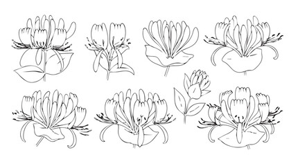 Fototapeta premium Delicate hand drawn floral elements collection botanical sketch elements for artistic design and decoration silhouette