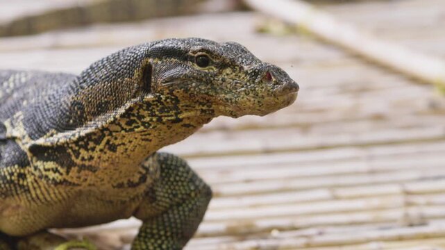 Close up slow motion of water monitor lizard blinking and turning head symbolizing jungle predator, reptile danger, wild nature, eco tourism exploration, scientific study and natural history