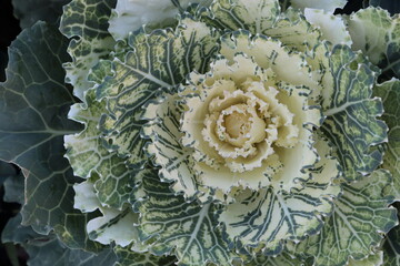 Ornamental cabbage (Brassica oleracea) in autumn garden