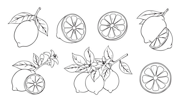 Artistic sketch of fresh lemons and leaves delicate botanical study for food and beverage designs silhouette