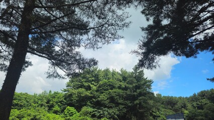 the sky, trees, a pond, and wildflowers
