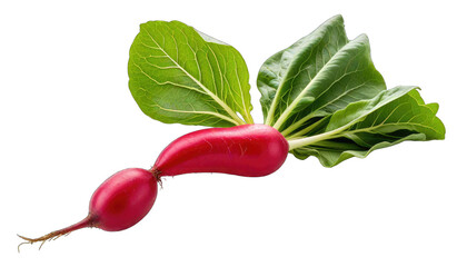 Red radish shaped like a bird in flight, vibrant leaves