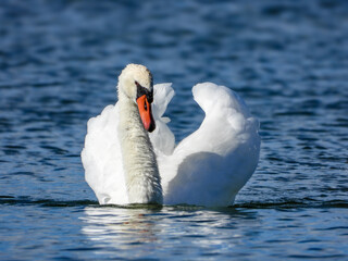 Obraz premium Swan floating gracefully across the water 