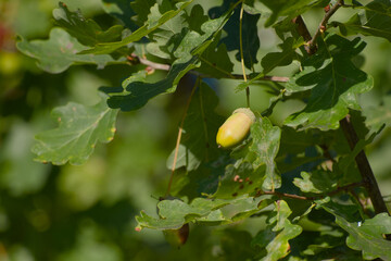 Autumn acorn on tree twig