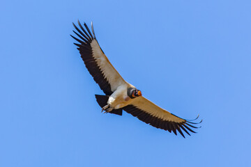 King vulture in flight - Sarcoramphus papa 