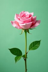 Obraz premium Single pink rose stem against a muted sage green backdrop Simple, natural floral design , soft, background, floral