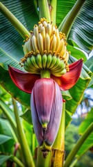 Obraz premium Close-up of Banana Tree Flower