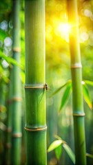 Obraz premium A close-up shot of a single bamboo stem in the garden with sunlight filtering through the leaves and a small insect crawling on its surface