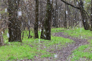 First snow in the spring forest in March month
