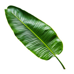 Fototapeta premium green leaf png