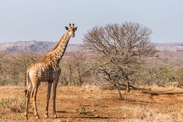 giraffe walking in the savannah