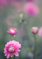 Obraz premium Summer Dahlias