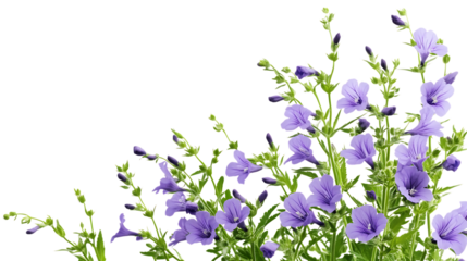 flowers png