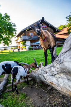 Goats grazing at farm in a herd. Farmlive at sunset