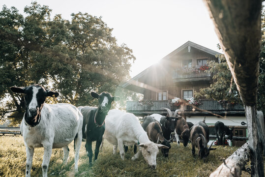 Goats grazing at farm in a herd. Farmlive at sunset