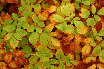 Autumn tree or bush close-up as background. Red and green leaves.