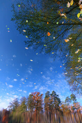 Autumn landscape on the surface of the water. Inverted reflection in a forest lake.