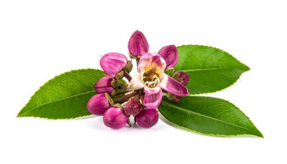 Close-up of vibrant pink flower cluster with green leaves
