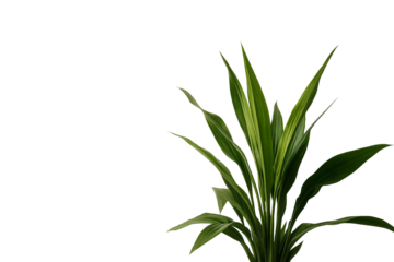 Indoor Plant With Long Green Leaves In White Pot Minimal Clean Style