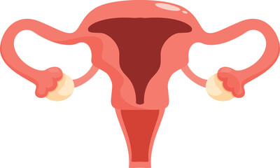 Medical illustration representing the female reproductive organs, including uterus, fallopian tubes, ovaries, cervix, and vagina, essential for reproduction